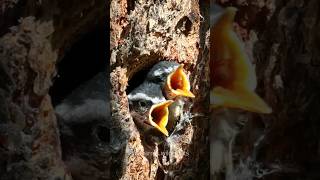 Baby Redbreasted Nuthatches getting fed by mother [upl. by Dominic]