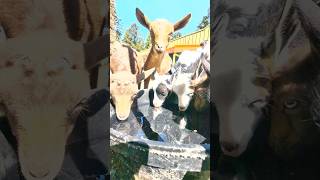 🐐The baby goats staying hydrated 📹 Keeper Lisa [upl. by Priestley]