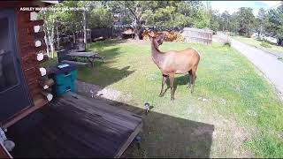 Elk charges at couple walking their dogs [upl. by Aihsenot141]