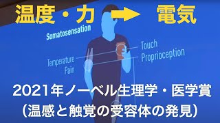 2021年ノーベル生理学・医学賞（温感と触覚の受容体の発見）（2021年10月8日『科学ニュース雑談』） [upl. by Rodrick84]