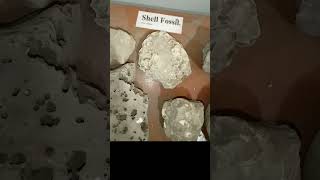 Shale Sandstone Mudstone Shell Fossil Limestone Kaolinite [upl. by Wulf]