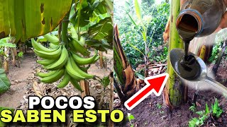 INCREÍBLE TRUCO  Ponle este FERTILIZANTE al plátano para que crezca súper rápido y produzca grande [upl. by Euginom]