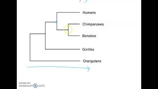 Phylogenetic Tree Basics [upl. by Germin415]