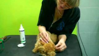 Стрижка котаHow to groom a cat [upl. by Mersey]