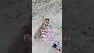 Puppy lead training day 1dogtraining doglover k9protection germanshepherd [upl. by Jackqueline]