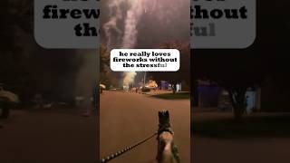 Why This Dog Cant Get Enough of Fireworks [upl. by Barde]