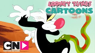 Looney Tunes Cartoons  Silvestre esfomeado  Cartoon Network [upl. by Kohl398]