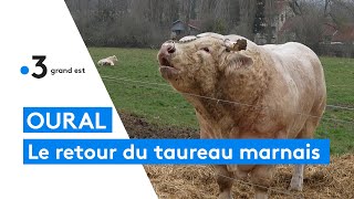 Oural le taureau marnais de retour du Salon de lAgriculture [upl. by Airet869]