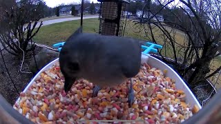 BIRD FEEDER CAM chickadees titmouse woodpecker squirrels [upl. by Sibell]