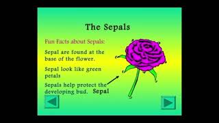 TOPIC PARTS OF A FLOWER  SCIENCE  7th video viralvideo [upl. by Anagnos]