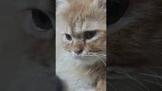 Hi kittenish kittenvideos catlover [upl. by Shepp]