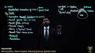 Neurulation 12TH BIOLOGY  CHAPTER 19  LECTURE 1 [upl. by Havstad]