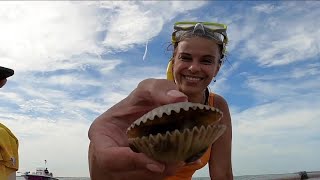 Scallop season reopens in Pasco County starting Aug 28 [upl. by Eldreda247]