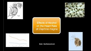 Effects of Alcohol on the Heart of Daphnia Virtual Lab [upl. by Adnwahsat865]