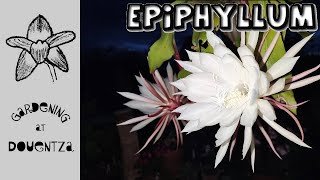 Epiphyllum  Everything You Need to Know  care water fertiliser pruning problems avoid spots [upl. by Eihcir30]