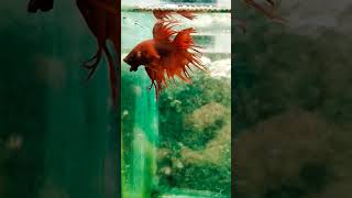 BETTA  SUPER RED CROWNTAIL followforfollowback bettafishcommunity aquariumfish highlights [upl. by Gally]