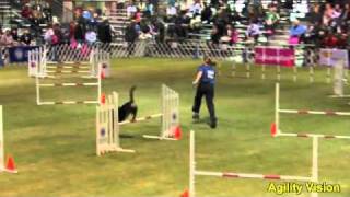 101204Earl Entlebucher Sennenhund Agility [upl. by Anatnom]