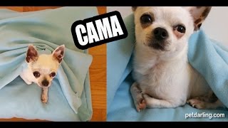 CAMA PARA PERROS Y GATOS DIY 😸🐶 ¡Hazla tú mismo PetDarling [upl. by Eirret297]