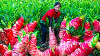 Harvest Galangal Goes To Market Sell  Gardening And Cooking  Lý Song Ca [upl. by Glennie289]