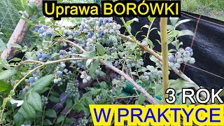 Uprawa w PRAKTYCE  Borówka amerykańska 3 rok uprawy [upl. by Jacky]