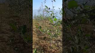 HDP apple Orchard tall spindle canopyapples orchard plants [upl. by Aiceila220]