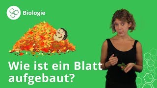 Blätter von Pflanzen Aufbau und Funktion – Biologie  Duden Learnattack [upl. by Oner]