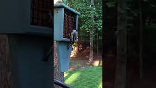 Carolina Chickadee at the Backyard Suet Feeder [upl. by Eelarat]