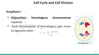 Cell Cycle and Cell Division Meiosis SATHEEMED swayamprabha medicalentranceexam [upl. by Aniaj818]