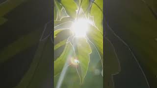 Photosynthesis science sciencefacts knowledge phytomining viralvideo shorts facts video [upl. by Bil658]