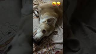 Koi Itna Khoob Surat Ho Sakta 👋 doglover new VideoShootThoughmix breed😄😄 [upl. by Rida]