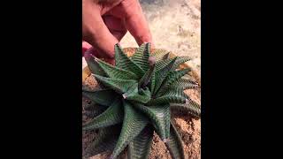 Haworthia limifolia flower succulent [upl. by Hares]