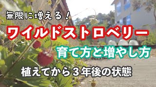 【ワイルドストロベリーの育て方】一度植えれば無限に増える！手軽にお家でイチゴ狩り！ [upl. by Ostraw]