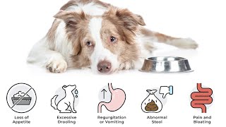 How to Recognize and Treat Common Dog Digestive Issues [upl. by Nivahb188]