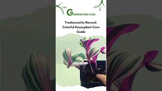 Tradescantia Nanouk Colorful Houseplant Care Guide garden houseplants [upl. by Adrienne387]