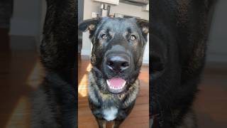 Billy Bob is your legal representative👨‍⚖️ doglover germanshepherd gsd dogs trending viral [upl. by Specht]