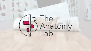 Inspire Curiosity with Anatomical Charts from The Anatomy Lab [upl. by Pauletta]