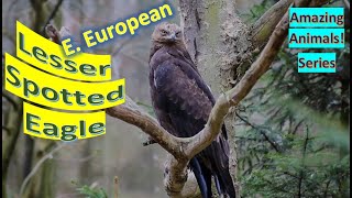 Lesser Spotted Eagle facts 🦅 large Eastern European bird of prey [upl. by Ettari]