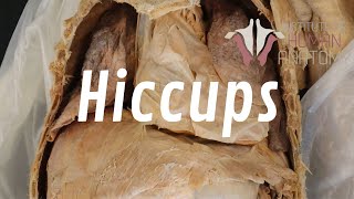 What Are Hiccups and Why Do We Get Them [upl. by Kowtko]