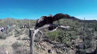 Harriss Hawks Soar at the ArizonaSonora Desert Museum [upl. by Bal437]