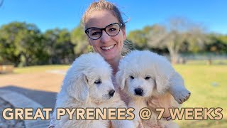 Great Pyrenees Puppies  7 Weeks Old [upl. by Byrd]