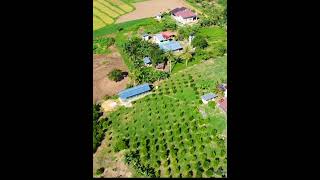 boholandtours  purok 7 California ubay bohol Philippines [upl. by Janik]