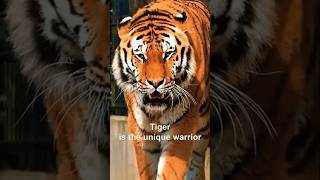 Incredible Tiger Facts 🐅 shorts ytshorts tiger [upl. by See495]