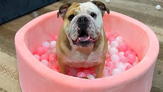 MY CUTE BULLDOG GOES CRAZY IN new BALL PIT LOLA The Bulldog is FUNNY [upl. by Aivatal]