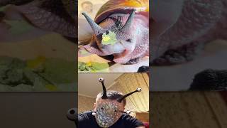 What is the Hungriest Snail in the World Eating [upl. by Lorinda]