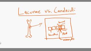 lacunae vs canalaculli [upl. by Yralih]