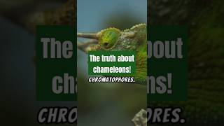 The truth about chameleons chromatophores chameleons truth facts shorts [upl. by Anwahsad]