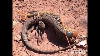 Giant Centipede Vs Snake  A Huge Centipede Fighting A Snake [upl. by Nagear523]