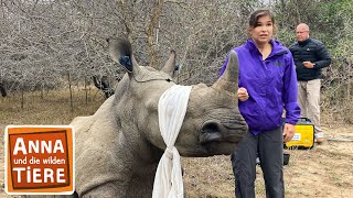 Operation Nashorn  Reportage für Kinder  Anna und die wilden Tiere [upl. by Ikilisav714]