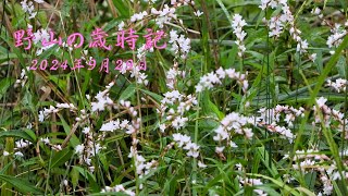 野山の歳時記 秋風が吹き 咲き始めた花 2024年9月29日 [upl. by Kremer]