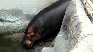 Massive Zoo Hippo Takes Massive Disgusting Crap and Flings It Everywhere and Then Swims in It [upl. by Fidelas]